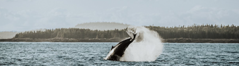 Whale watching at the Bay of Fundy